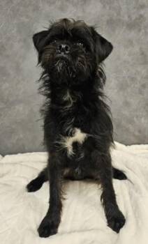 Cole~FOSTER or FOSTER TO ADOPT NEEDED~ -  Brussels Griffon Dog for Adoption in Minneapolis, Minnesota - Cole~FOSTER Or FOSTER TO ADOPT NEEDED~ | PetCurious