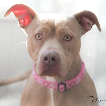 Lola -  Pit Bull Terrier Dog for Adoption in Bethel, Connecticut - Lola | PetCurious