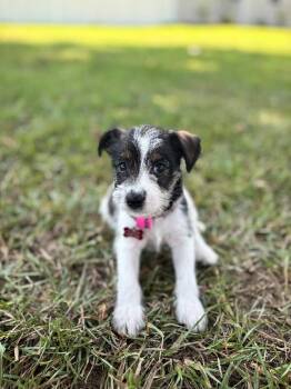 Queenie -  Jack Russell Terrier and Mixed Breed Dog for Adoption in Aiken, South Carolina - Queenie | PetCurious