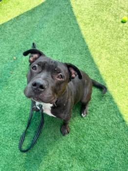 Kieran -  Pit Bull Terrier and Mixed Breed Dog for Adoption in Kansas City, Missouri - Kieran | PetCurious
