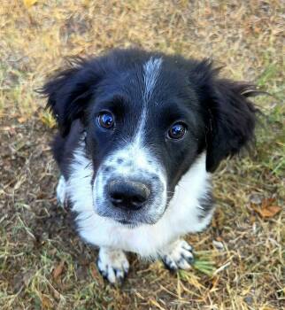 Fonzie -  Beagle and Border Collie Dog for Adoption in Melbourne, Arkansas - Fonzie | PetCurious