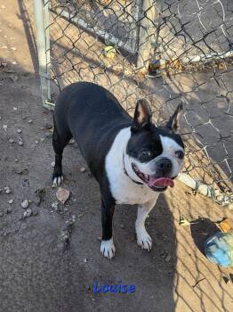 Rescue Boston Terrier and Bulldog Dogs for Adoption in Wever, Iowa - Louise | PetCurious
