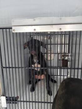 Patty -  Pit Bull Terrier and Labrador Retriever Dog for Adoption in Atlanta, Georgia - Patty | PetCurious