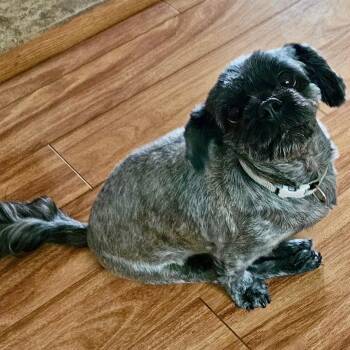 Rescue Shih Tzu Dogs for Adoption in Schnecksville, Pennsylvania - STAR | PetCurious