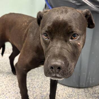 American Staffordshire Terrier and Labrador Retriever Dogs Available for Adoption - Dahlia | PetCurious