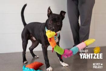 Yahtzee -  Mixed Breed Dog for Adoption in Kansas City, Missouri - Yahtzee | PetCurious