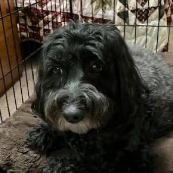 Wheaten Terrier and Poodle Dogs Available for Adoption in Spring Hill, Kansas - Molly | PetCurious