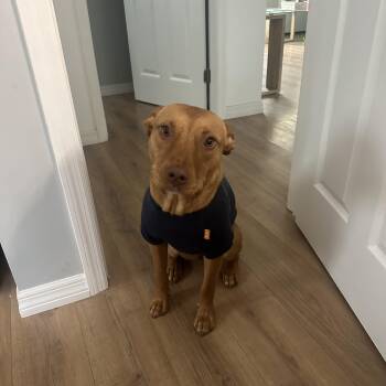 Rescue Labrador Retriever Dogs for Adoption in Tampa, Florida - Tess | PetCurious