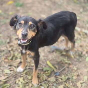 Edith -  Mixed Breed Dog for Adoption in Dover, Arkansas - Edith | PetCurious
