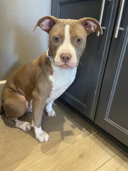 Rescue Boxer and Pit Bull Terrier Dogs for Adoption in Dickson, Tennessee - Agnes | PetCurious