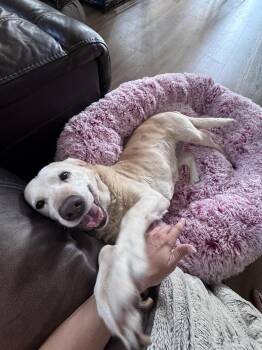 Bailee-Not Accepting Applications Yet -  Yellow Labrador Retriever Dog for Adoption in Medina, Ohio - Bailee-Not Accepting Applications Yet | PetCurious