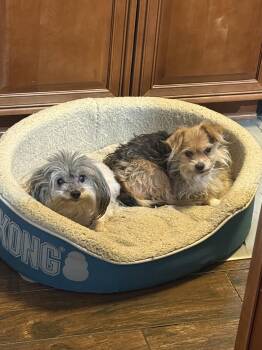 Maltese Dogs Available for Adoption in Herndon, Virginia - Harry (& Sally) BONDED | PetCurious