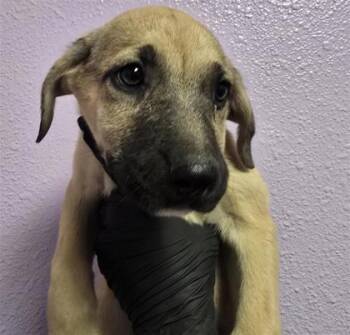 puppy 2 -  Mixed Breed Dog for Adoption in El Paso, Texas - Puppy 2 | PetCurious