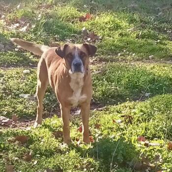 Zeus -  Boxer and Mixed Breed Dog for Adoption in Natchitoches, Louisiana - Zeus | PetCurious