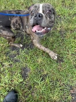 Boxer and Mixed Breed Dogs Available for Adoption in Doral, Florida - MOOSE | PetCurious