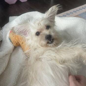 Mixed Breed Dogs Available for Adoption in Chicago, Illinois - Agatha | PetCurious