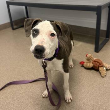 Pit Bull Terrier Dogs Available for Adoption - Frost | PetCurious