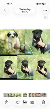 Border Collie Dogs Available for Adoption in Seaside Heights, New Jersey - Panda, Cricket, Bear, Kiwi And Koala | PetCurious