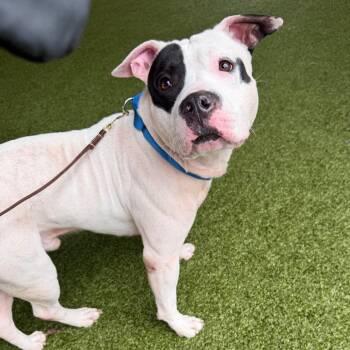 June -  Mixed Breed Dog for Adoption in West Palm Beach, Florida - June | PetCurious