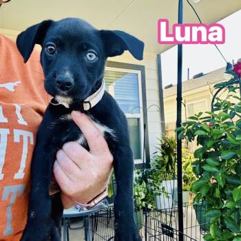 Rescue Labrador Retriever Dogs for Adoption in San Antonio, Texas - Luna | PetCurious
