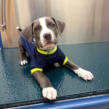 Koa -  Mixed Breed Dog for Adoption in Rockville, Maryland - Koa | PetCurious