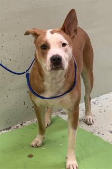 SAVANNAH -  Staffordshire Bull Terrier and Mixed Breed Dog for Adoption in Houston, Texas - SAVANNAH | PetCurious
