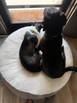 Mixed Breed Dogs Available for Adoption in Union Grove, Wisconsin - Willa | PetCurious