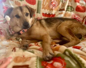 Marley -  Mixed Breed Dog Available for Adoption in Hudson, New York - Marley | PetCurious