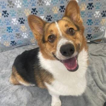 Gib -  Corgi Dog for Adoption in Benld, Illinois - Gib | PetCurious