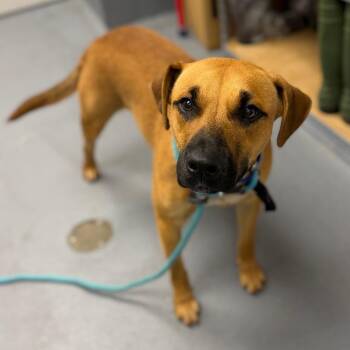 Copper -  Mixed Breed Dog for Adoption in Sarasota, Florida - Copper | PetCurious