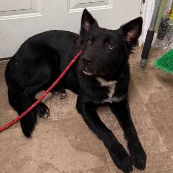Border Collie and Shepherd Dogs Available for Adoption - Chevy | PetCurious