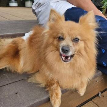 Brownie -  Pomeranian Dog for Adoption in Omaha, Nebraska - Brownie | PetCurious