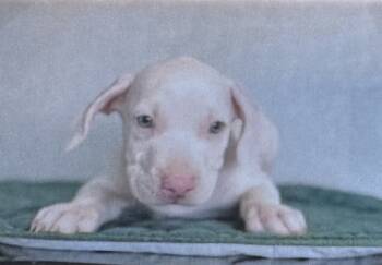 Rescue American Bulldog and American Staffordshire Terrier Dogs for Adoption in Fort Madison, Iowa - Yeti | PetCurious