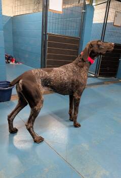 Rescue German Shorthaired Pointer Dogs for Adoption in Punta Gorda, Florida - Ann | PetCurious