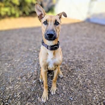 Marvel -  German Shepherd Dog and Pit Bull Terrier Dog for Adoption in Oakland, California - Marvel | PetCurious