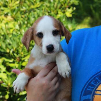 CT Steam avail Aug 15 (Tractor Supply- Putnam, CT) -  Australian Shepherd and Mixed Breed Dog for Adoption in Eastford, Connecticut - CT Steam Avail Aug 15 (Tractor Supply- Putnam, CT) | PetCurious