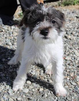Violet -  Terrier and Mixed Breed Dog for Adoption in Vacaville, California - Violet | PetCurious