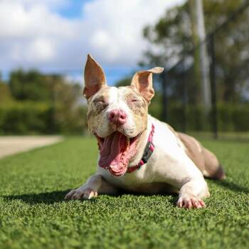 Wednesday -  Pit Bull Terrier and Mixed Breed Dog for Adoption in Bradenton, Florida - Wednesday | PetCurious