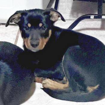 Izzy -  Shepherd and Mixed Breed Dog for Adoption in Lewisville, Texas - Izzy | PetCurious