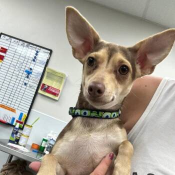 Anika -  Mixed Breed Dog for Adoption in Fredericksburg, Virginia - Anika | PetCurious