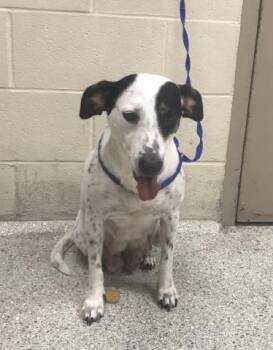 A432549 -  Labrador Retriever Dog for Adoption in Conroe, Texas - A432549 | PetCurious