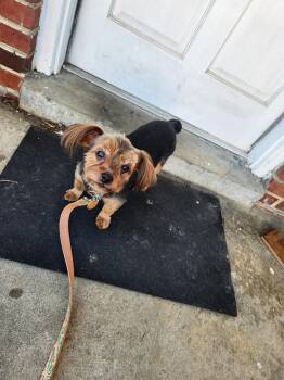 Yorkshire Terrier Dogs Available for Adoption in Richmond, Virginia - Layla | PetCurious