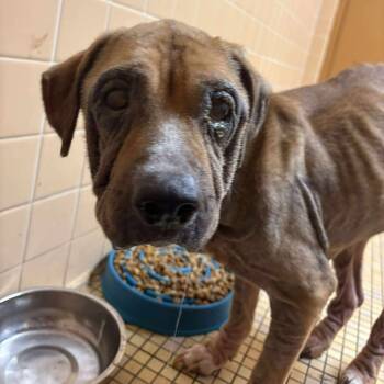 Rescue Mixed Breed Dogs for Adoption in Huntington, West Virginia - Roxy | PetCurious