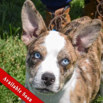 Australian Shepherd and Basenji Dogs Available for Adoption in Huntley, Illinois - Finley | PetCurious