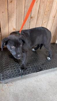 Black Labrador Retriever Dogs Available for Adoption in Missouri City, Texas - Mercedes | PetCurious