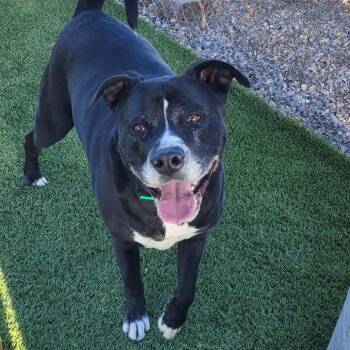 Rescue Pit Bull Terrier Dogs for Adoption in Idaho Falls, Idaho - Wilbur | PetCurious