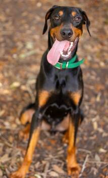 Doberman Pinscher Dogs Available for Adoption in Pearland, Texas - Egan | PetCurious