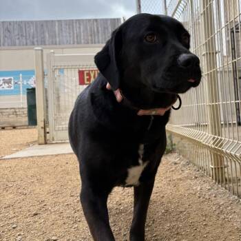 Mixed Breed Dogs Available for Adoption in Bentonville, Arkansas - Jahnessa | PetCurious