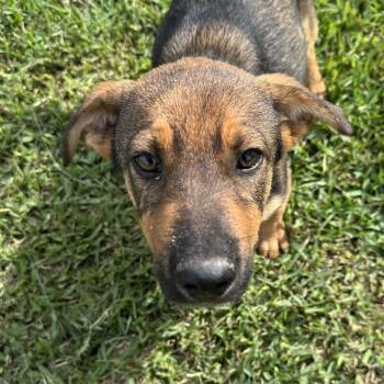 Skye -  German Shepherd Dog Dog Available for Adoption in Palmhurst, Texas - Skye | PetCurious