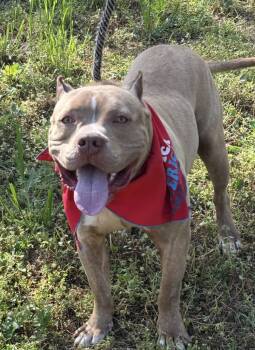 Rescue Pit Bull Terrier Dogs for Adoption in Horn Lake, Mississippi - Clyde - Brother To Bonnie | PetCurious